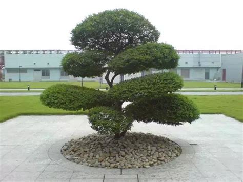 庭院風水樹|美麗的台灣: 植物風水學，庭院種樹必知！